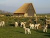 Apartamentos Stylish Holiday Home In Texel With Sauna