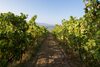 Agroturismo Casa Lata - Wine & Tourism