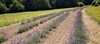 Bed & Breakfast Chambres D'hotes - Le Moulin Berthon�