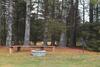 Hotel The Pineola