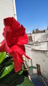 Bed & Breakfast Il Vicoletto