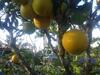 Finca El Topacio