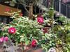 Bed & Breakfast Q' Garden Homestay Villa