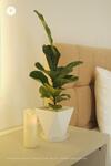 Hotel Ch�ch B�ng's House