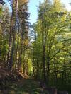 Hostal Waldnest Odenwald