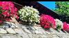 Ulivella Holiday Home