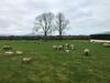 Knockreagh Farm Cottages, Callan, Kilkenny