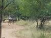Bosveld Bruilof & Bushaway Lodge