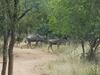 Bosveld Bruilof & Bushaway Lodge