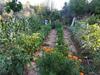 Bio Garden Stonehouse