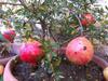Bio Garden Stonehouse