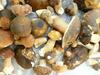 ?rs�gi Gorza Vend�gh�z