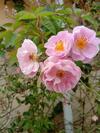 Kodai Homestay