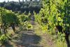 Agroturismo Fattoria Di Mugnano