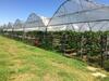 Agroturismo Corte Breda, Agriturismo Bed&breakfast