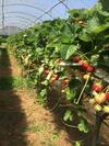 Agroturismo Corte Breda, Agriturismo Bed&breakfast