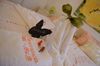 B&B Fiordarancio