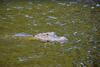 Newly Listed - Saddlebrook Resort - Peaceful Pond Paradise - Pet Friendly