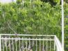 Apartment Pletikosic