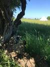 Buttercup Bell Tent In The Broads National Park