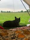 Buttercup Bell Tent In The Broads National Park