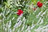 Bed & Breakfast Le Mas Du Perthus