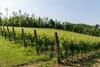 Agriturismo Terre Bianche