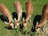 Bed & Breakfast Le Pr� Aux Daims