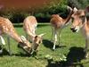 Bed & Breakfast Le Pr� Aux Daims