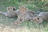 Bed & Breakfast Luna House Moyo Wa Dunia Ltd