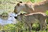 Bed & Breakfast Luna House Moyo Wa Dunia Ltd