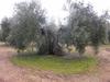 Agroturismo Cortijo Molino San Juan