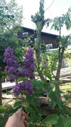 Hostal Pension Valentina