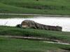 Hotel Mahoora Tented Safari Camp - Bundala