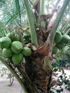 Bed & Breakfast Achayans Homestay Mararikulam