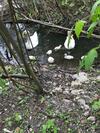Wild Swan Bed And Breakfast