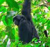 Bed & Breakfast Ecotravel Cottages Bukit Lawang
