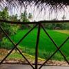 The Green View Yala