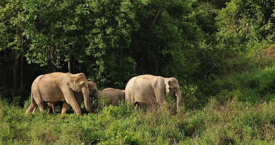 Selva de Chiang Mai con elefantes. Día completo con guía experto